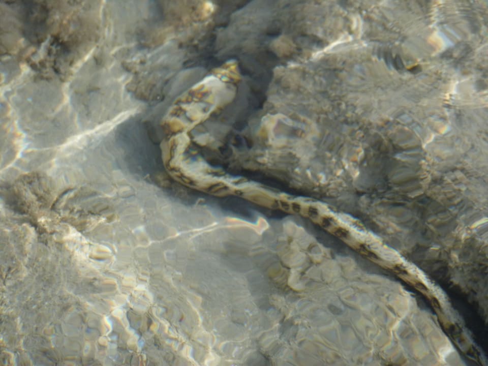 Muräne Hotel Gorgonia Beach Resort