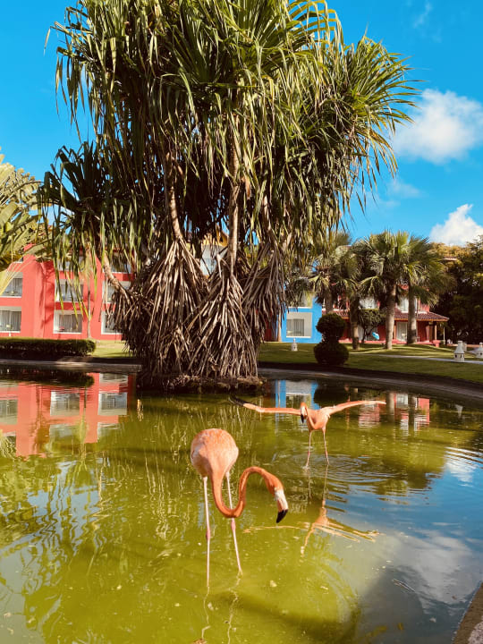 Gartenanlage Caribe Deluxe Princess