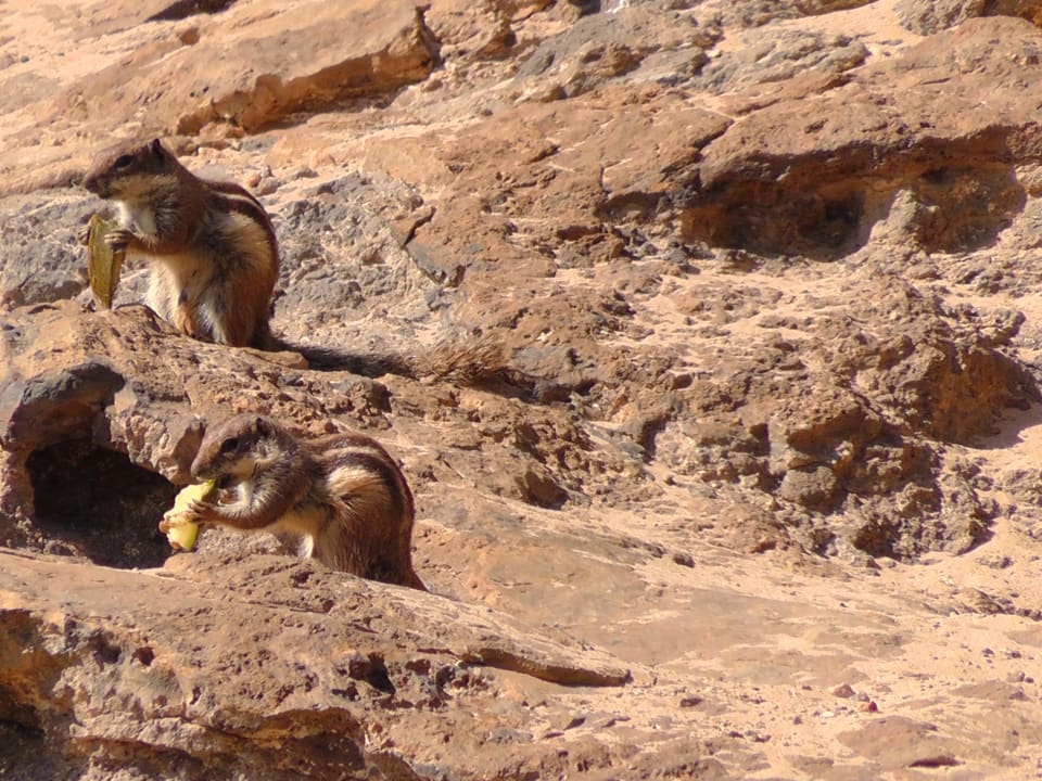 Süsse Streifenhörnchen R2 Pajara Beach