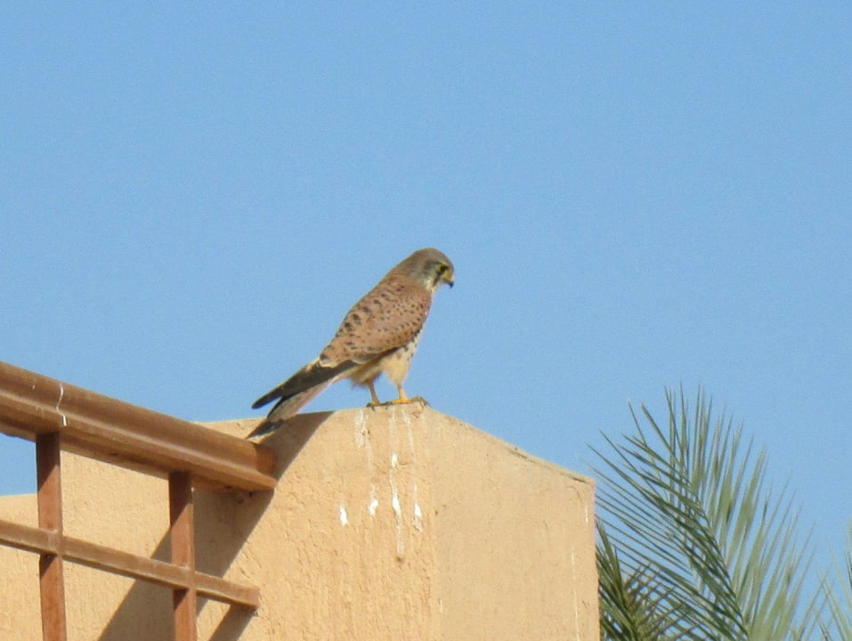 Ein Falke jagd zwischen dem Gebäude Shams Prestige Abu Soma-Adults Only