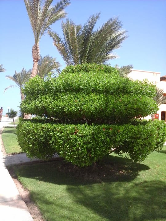 Ein Könner Jaz Solaya