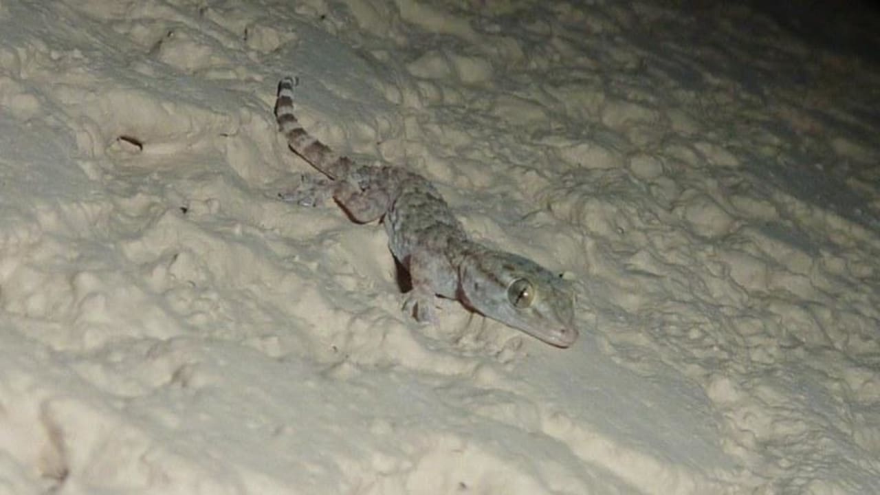 Gekko gegen Fliegen  Grand Hotel Holiday Resort