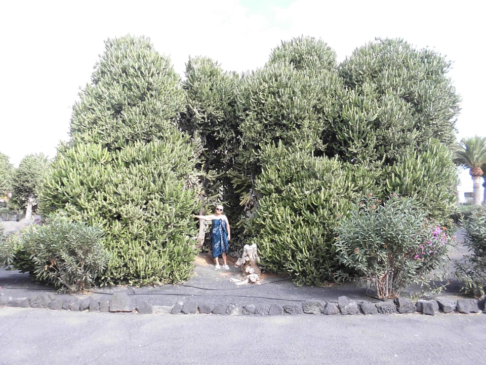 Favolosi arbusti Relaxia Olivina