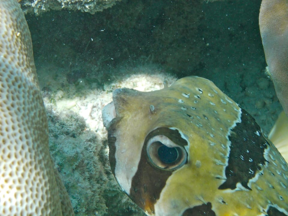 Unter dem Wasser Kihaa Maldives