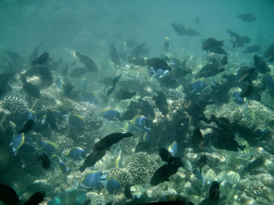 Hausriff Eri Maldives