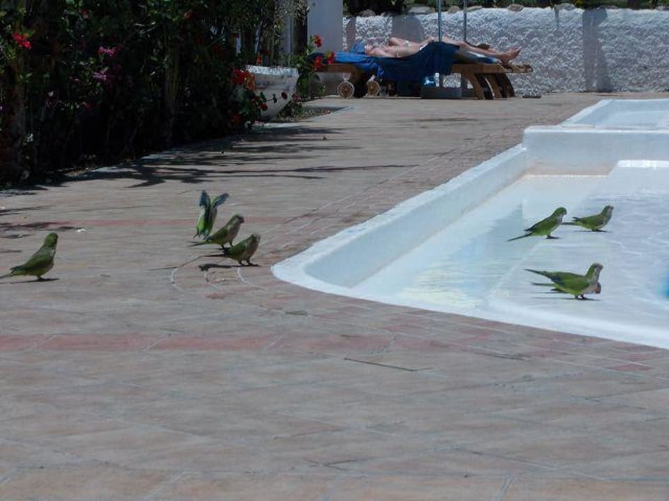 Pool HL Miraflor Suites Hotel