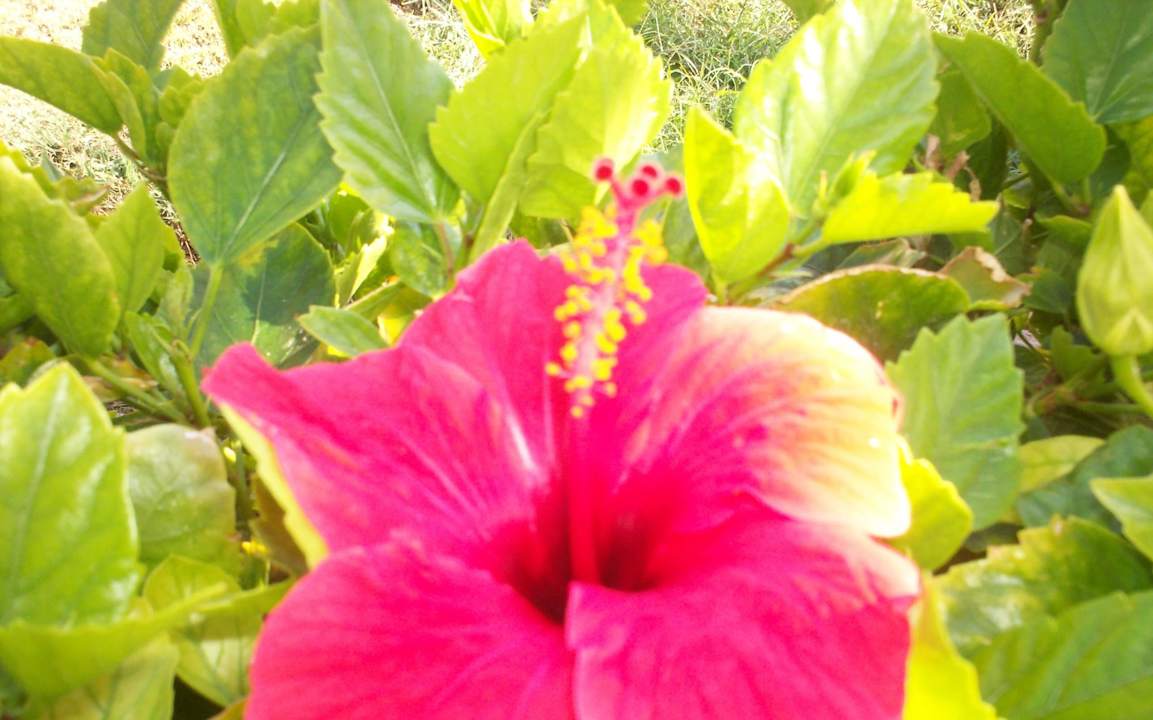 Цветок Riviera Aqua Park Resort