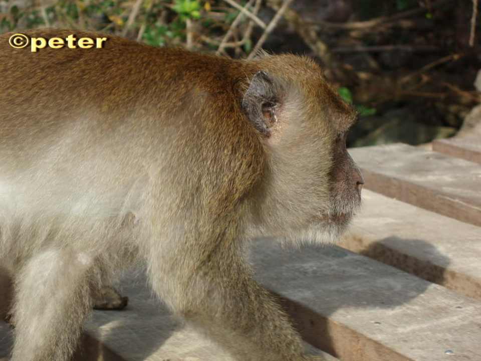 Affe Aonang Villa Resort
