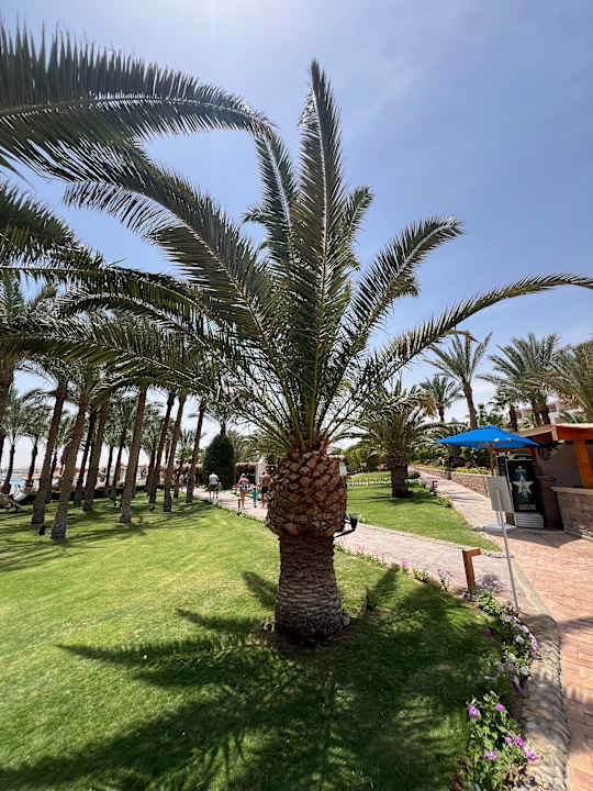 Gartenanlage Fort Arabesque Resort, Spa & Villas