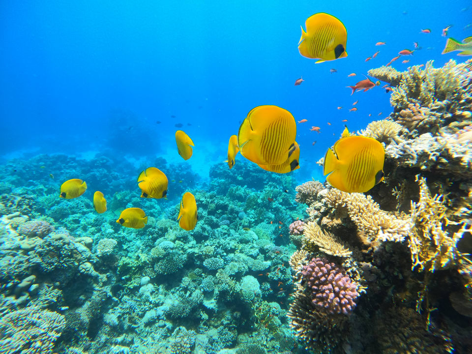 Sport & Freizeit Jaz Makadi Oasis Resort