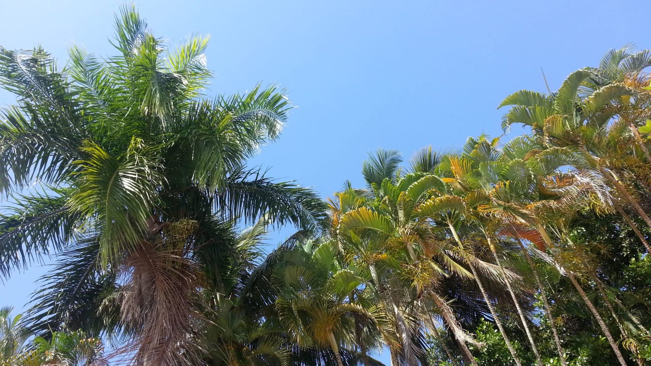 Ausblick von meinem Liegestuhl ;-) Puerto Plata Village