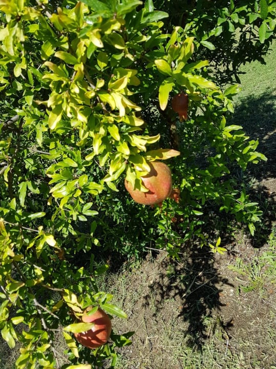 Gartenanlage Club Grand Side
