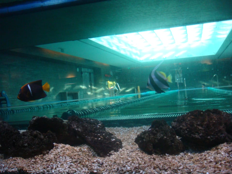 Dahinter ist der Indoorpool Hotel Cascais Miragem