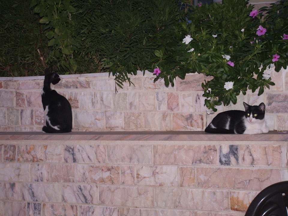 Katzen vom Maistrali Hotel Maistrali