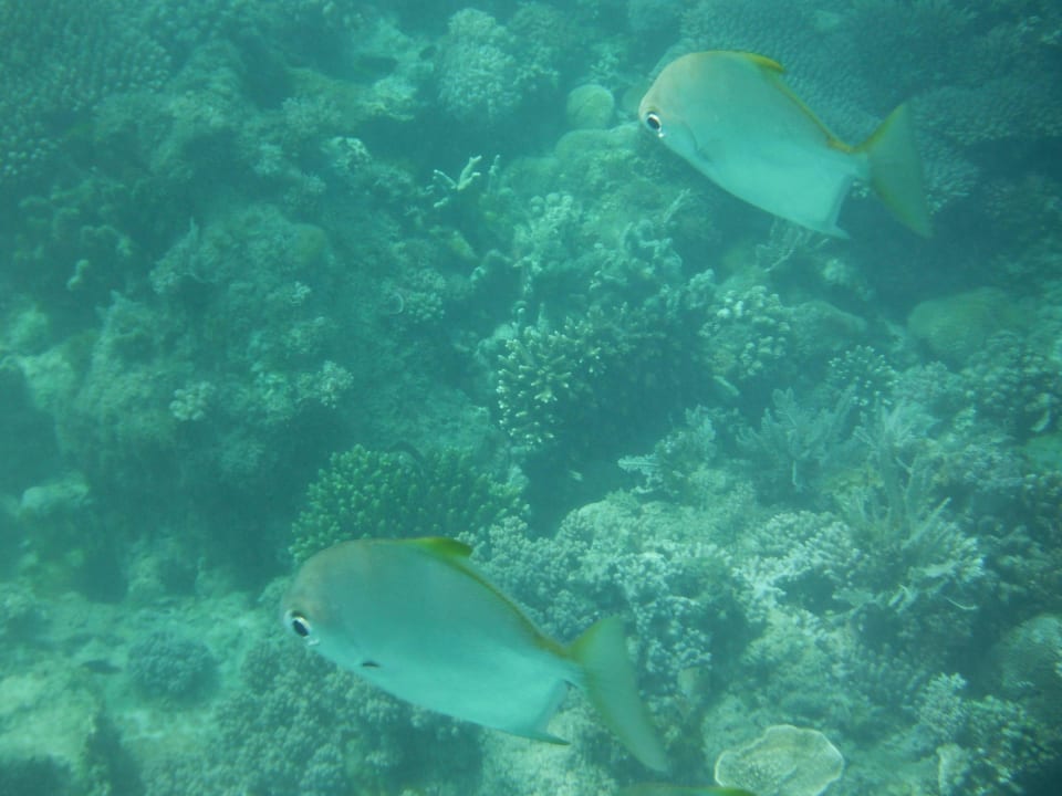 Fischduett Royal Zanzibar Beach Resort