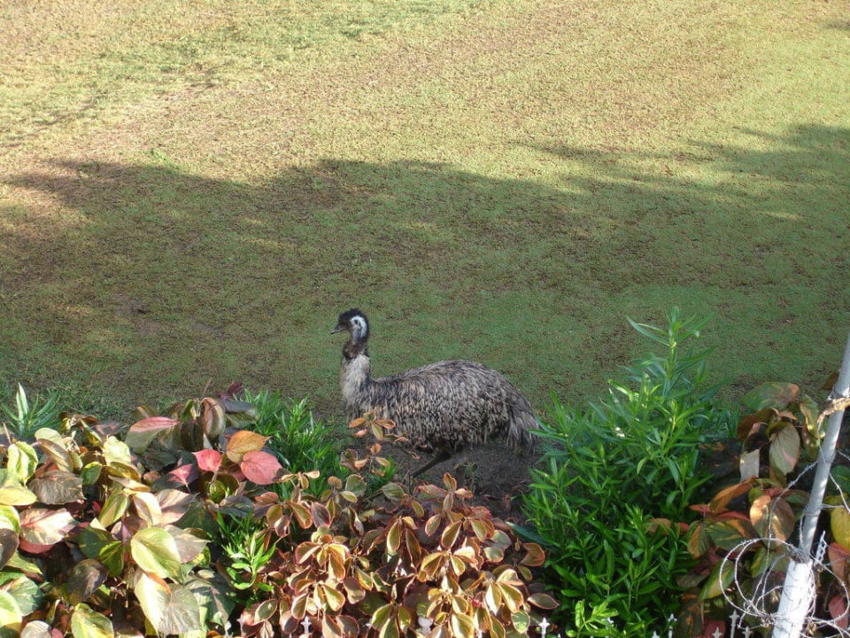 Emu vom Golfplatz direkt nebenan Coral Compostela Beach Golf