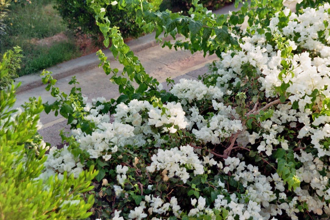Blumen Hotel Coral Garden