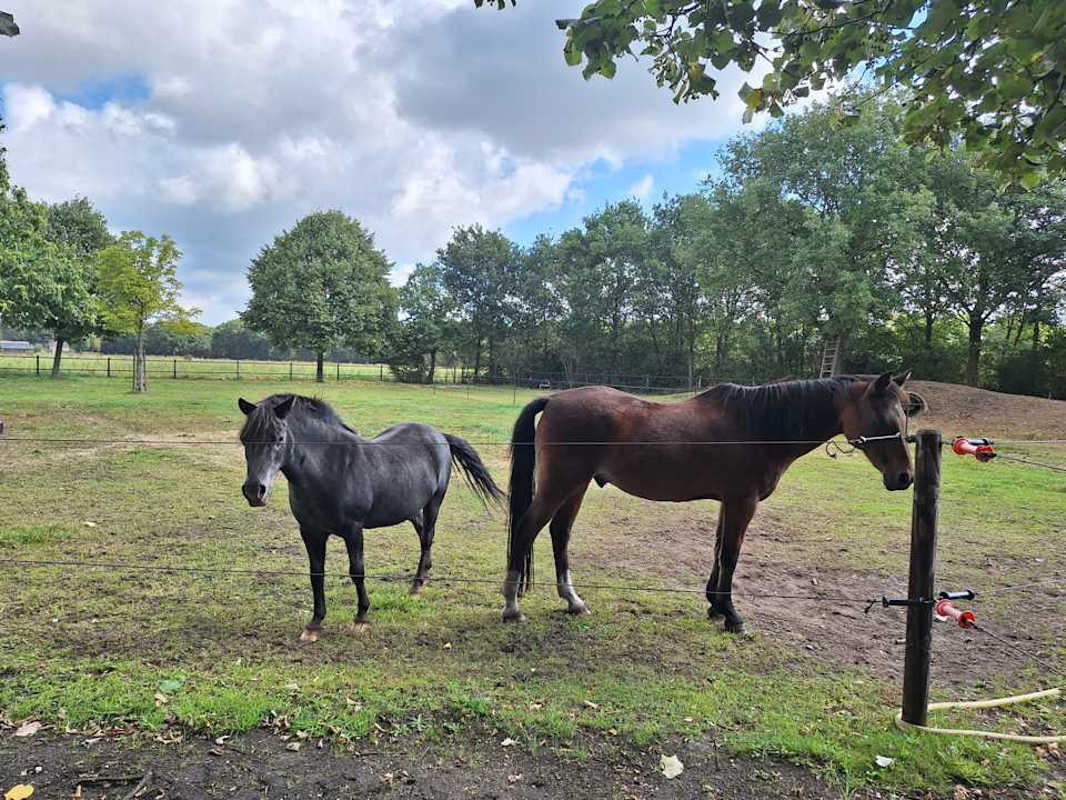 Außenansicht B&B/ Vakantiehuizen De Slaaperij
