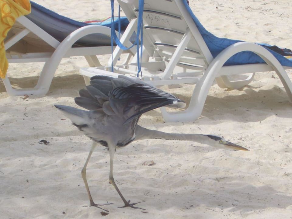 Strecken Summer Island Maldives