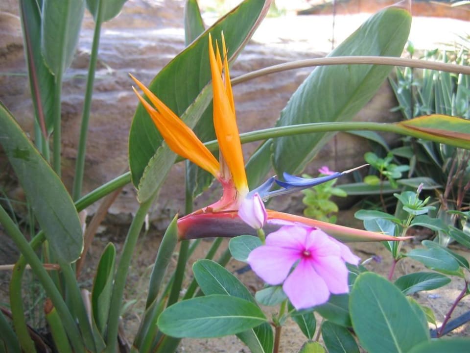 Oiseau du paradis Steigenberger Coraya Beach - Adults only