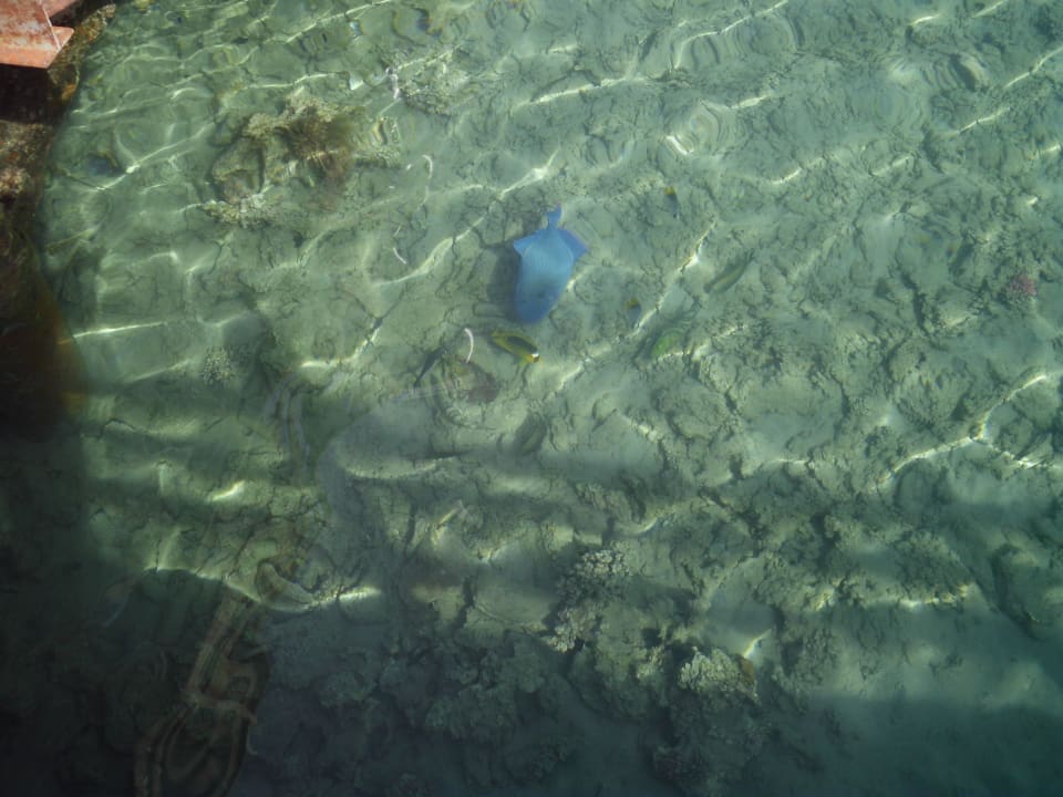 Blauer Drücker am Steg Cleopatra Luxury Resort Makadi Bay