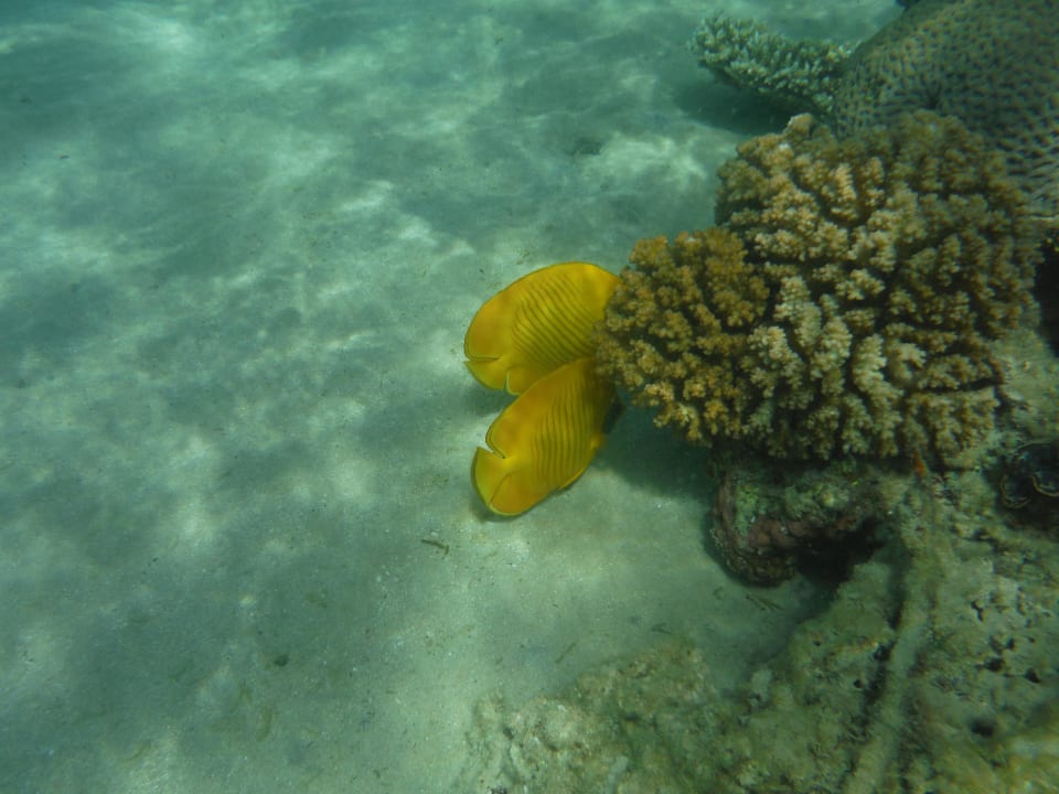 Hausriff Cleopatra Luxury Resort Makadi Bay