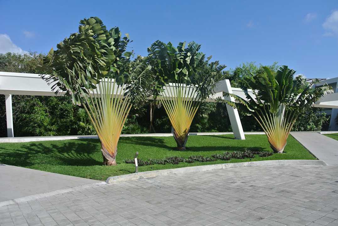 Palmiers Grand Sirenis Riviera Maya Resort & Spa