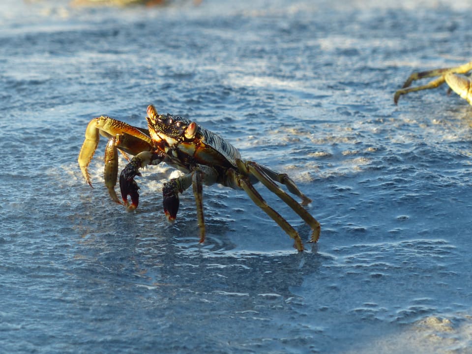 Sonstiges Adaaran Select Hudhuran Fushi - Premium All Inclusive