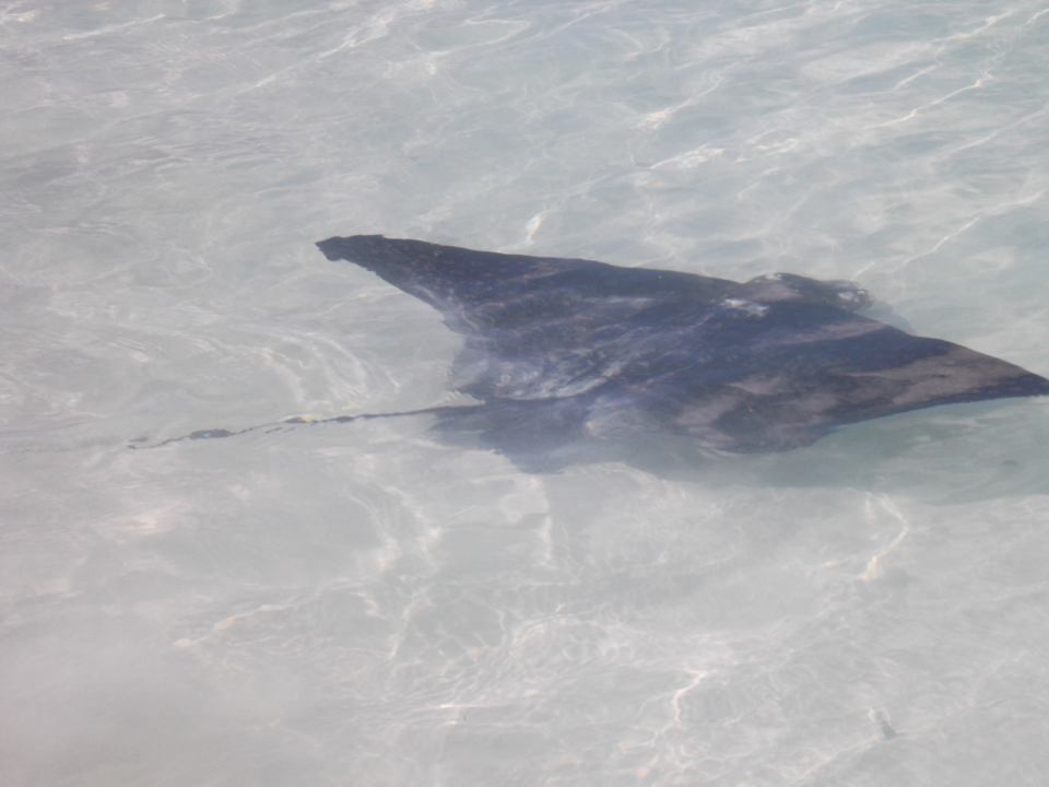 2 Adlerrochen schwammen täglich im flachen Wasser  Hotel Beachcomber