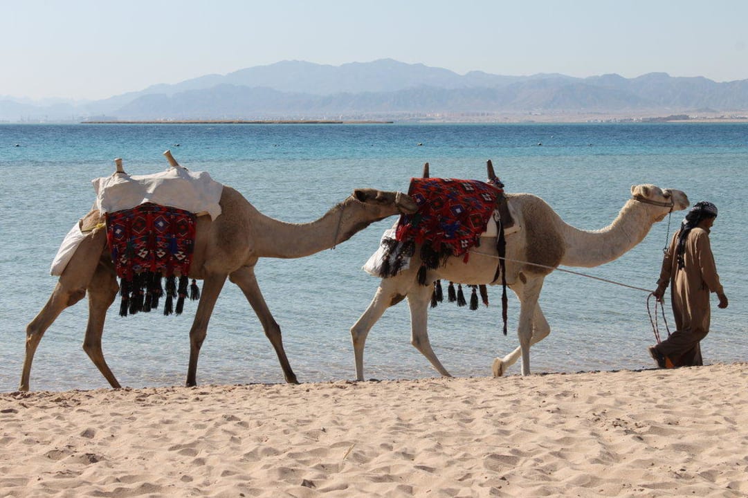 Kamele am Strand Hotel Kempinski Soma Bay