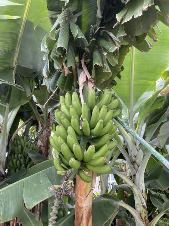 Gartenanlage Adrián Hoteles Jardines de Nivaria