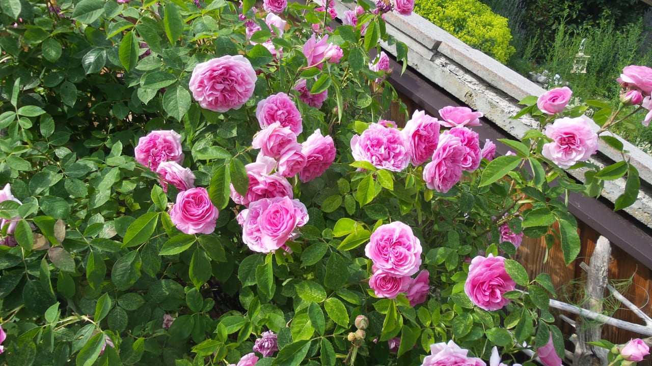 Gartenanlage Bärnsteinhof Gasthof mit Herz