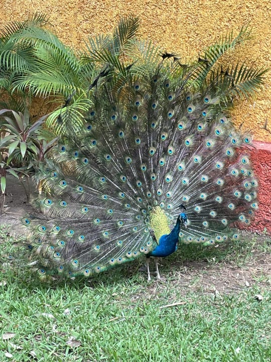Gartenanlage Iberostar Waves Tucan
