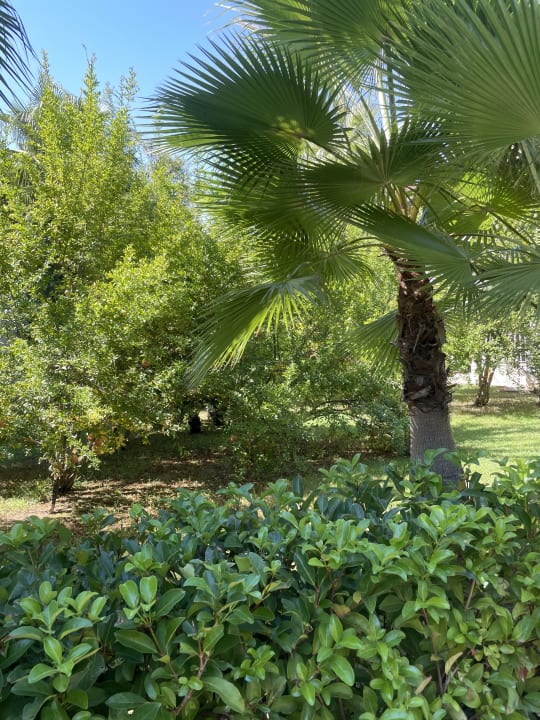 Gartenanlage Güral Premier Tekirova