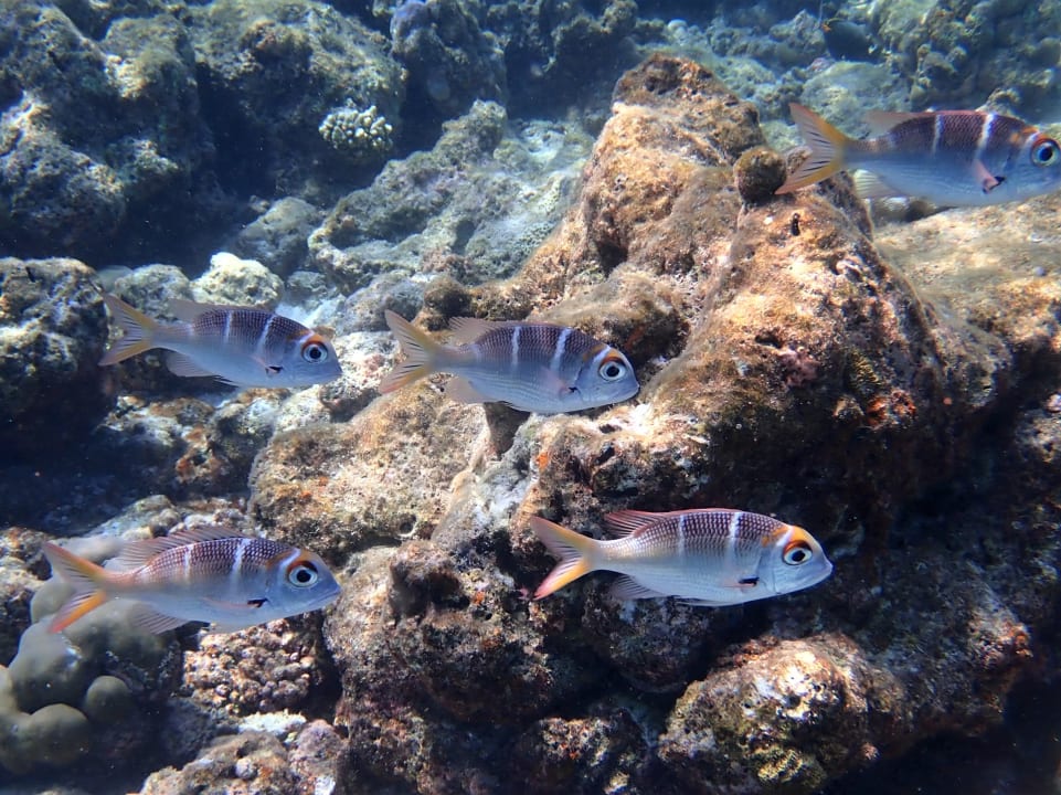 Sport & Freizeit Filitheyo Island Resort