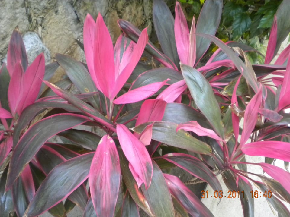 Flora Grand Oasis Tulum Riviera - All Inclusive