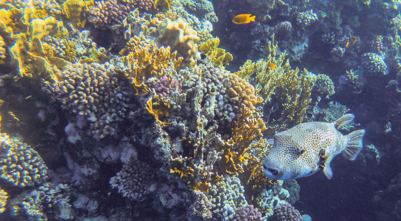 Strand Steigenberger Coraya Beach - Adults only