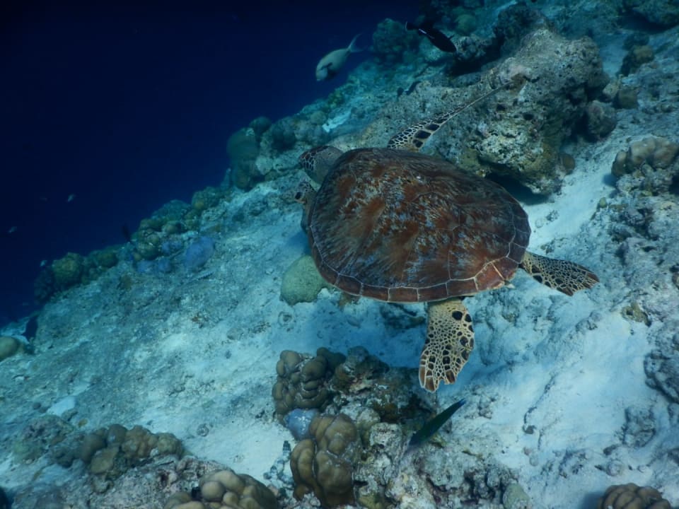 Sport & Freizeit  NH Collection Maldives Reethi Resort