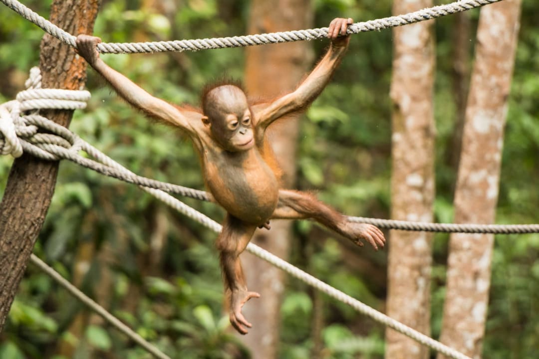 Orang-Utan  Shangri-La's Rasa Ria Resort & Spa