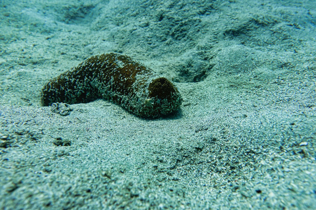 Sport & Freizeit Lahami Bay Beach Resort