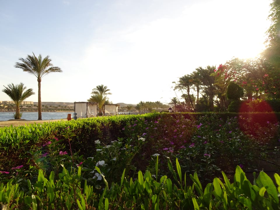 Gartenanlage Steigenberger Coraya Beach - Adults only