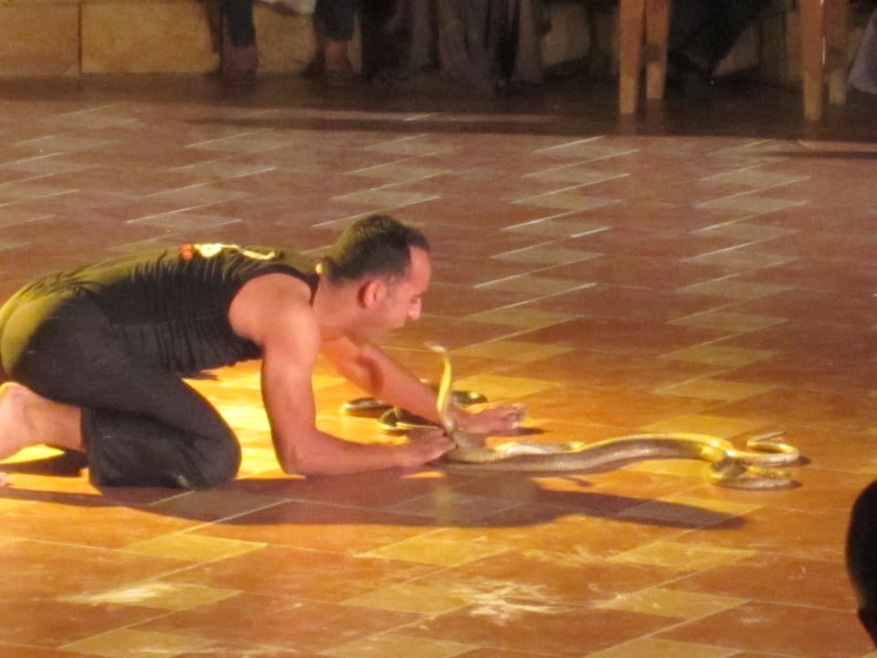 Cobrashow Pickalbatros Palace Resort