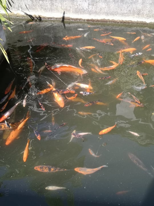 Gartenanlage Hotel Madeira Regency Cliff