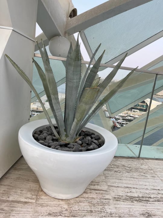 Pool W Abu Dhabi - Yas Island