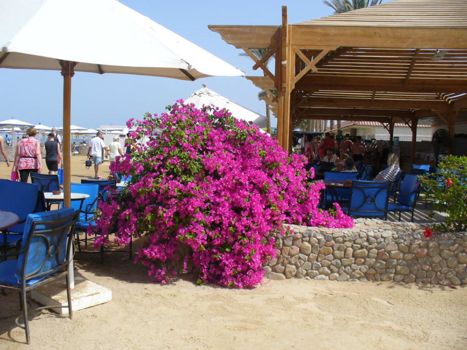 Strandbar Pickalbatros Alf Leila Wa Leila Resort - Neverland Hurghada