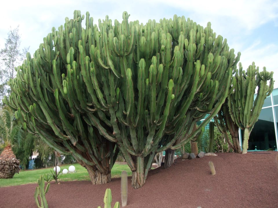 Großer Kaktus im Garten allsun App.-Hotel Esquinzo Beach