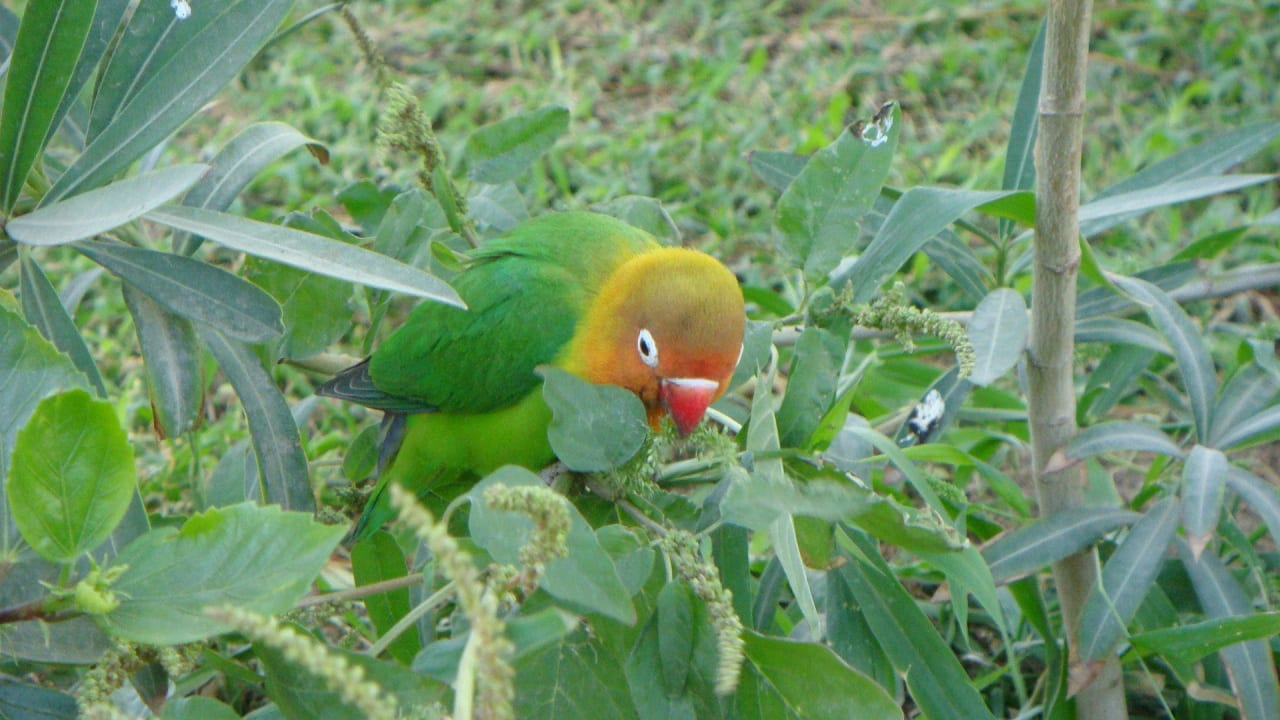 Schöne Vögel Giftun Azur Resort