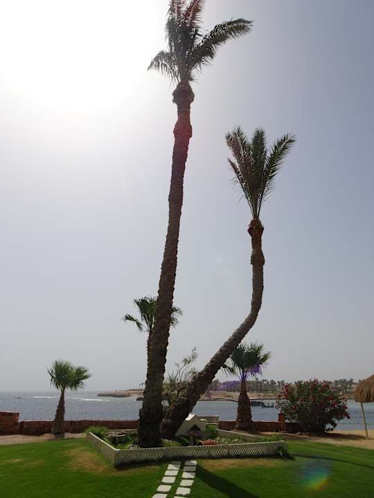 Gartenanlage Steigenberger Coraya Beach - Adults only