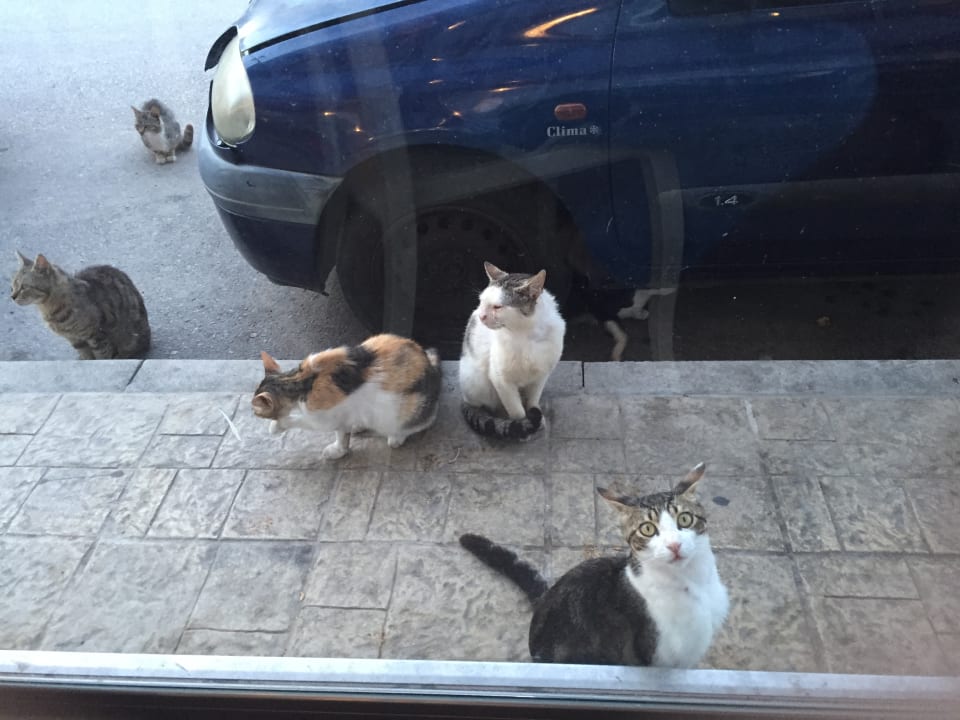 Sonstiges Hersonissos Palace