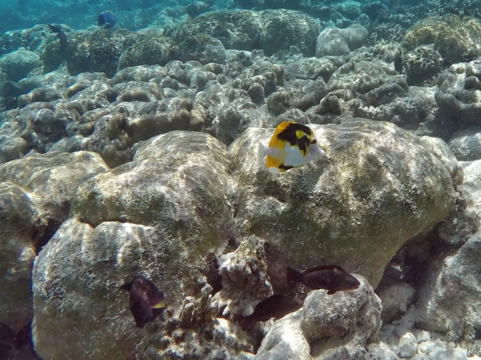 Falterfisch - Hybrid NH Collection Maldives Havodda Resort